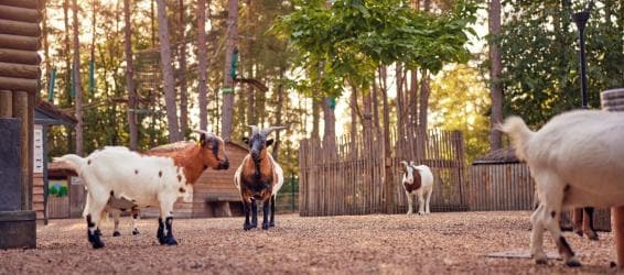 Een vakantiepark midden in de natuur