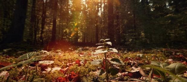 Natur als Spielplatz