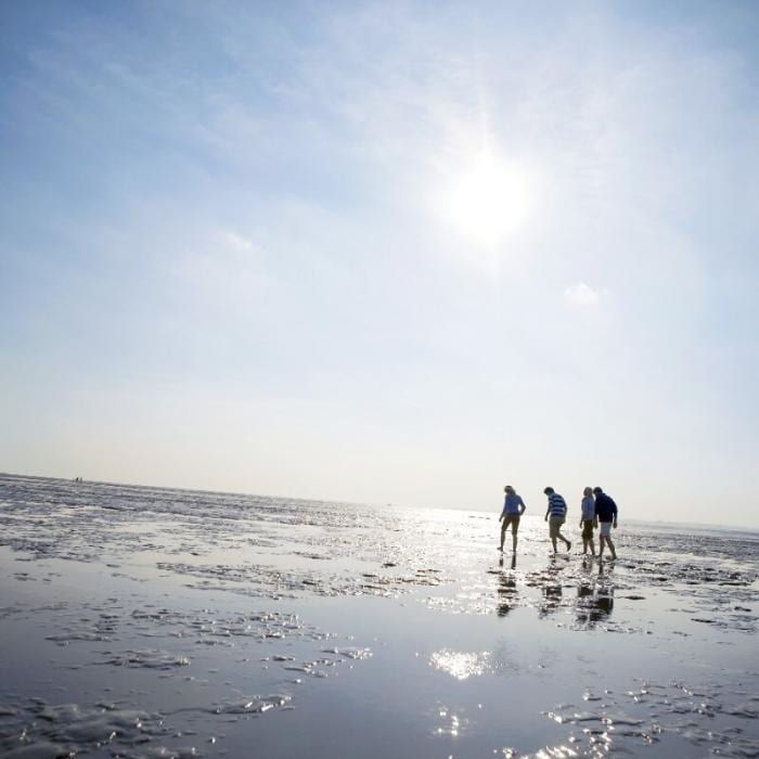 Expérience professionnelle de randonnée sur l’estran pour adultes au cœur de la mer des Wadden classée UNESCO, guidée par un expert certifié des marées et de l’écosystème.