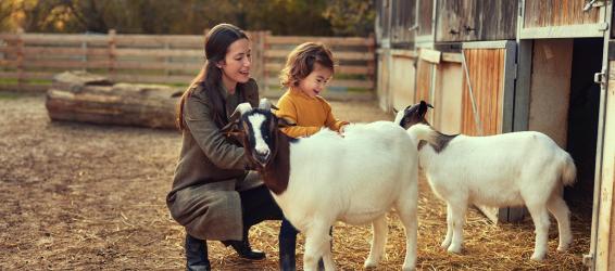 BelleVie Farm: ontmoetingen, activiteiten en spelletjes