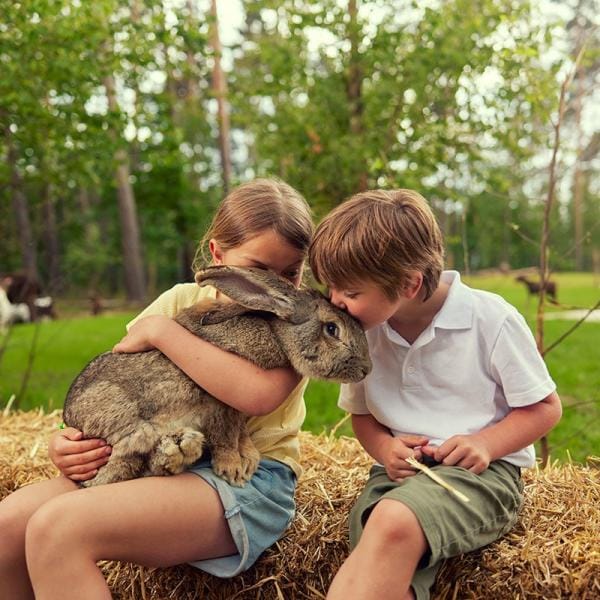 Breng een bezoek aan de kinderboerderij en vertroetel de dieren