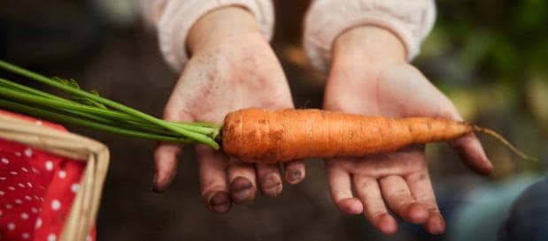 mains qui récolte une carotte