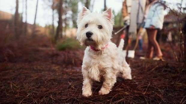 Urlaub in Südfrankreich mit dem Hund