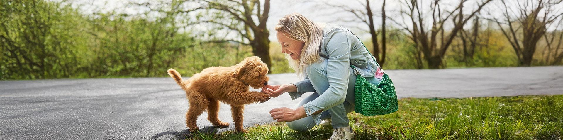 ferie med hund i tyskland