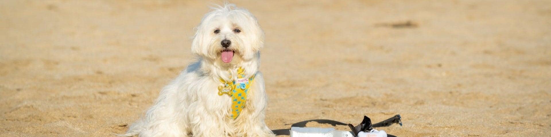 Urlaub mit Hund an der Ostsee