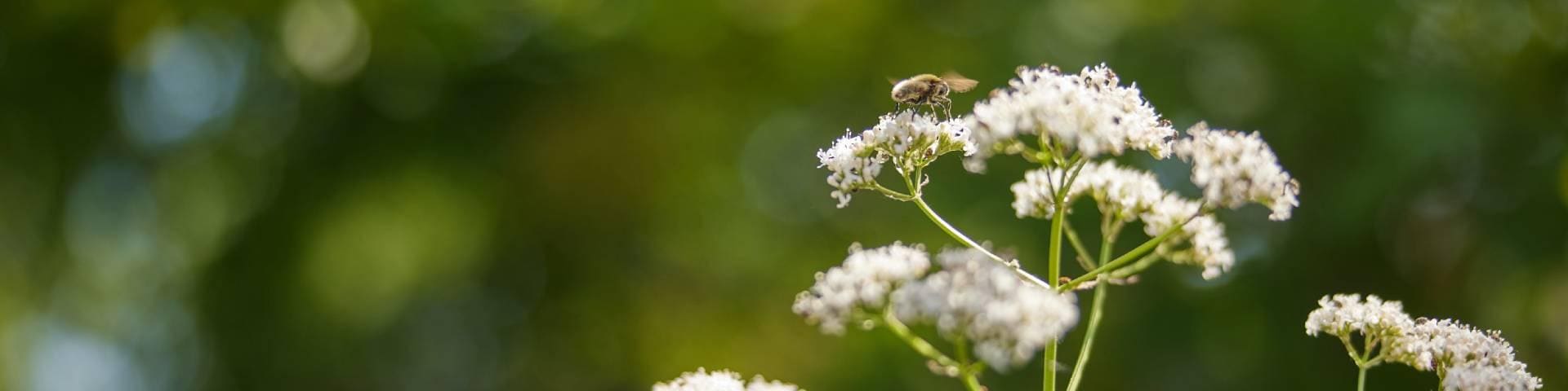 duurzaamheid Villages Nature bloem