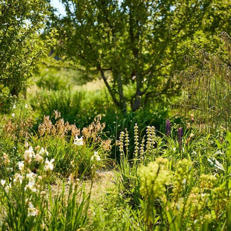 Jardin naturel luxuriant avec une grande variété de plantes et de fleurs sauvages, baigné de lumière, entouré d’arbres et de végétation dense.