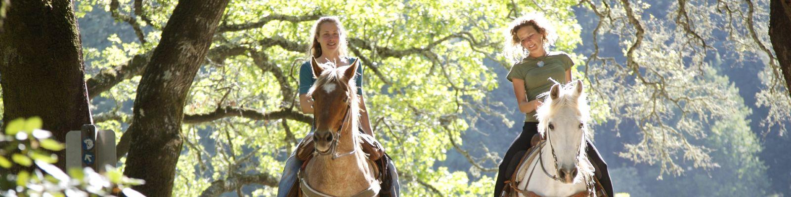 Vakantie Gelderland Paarden
