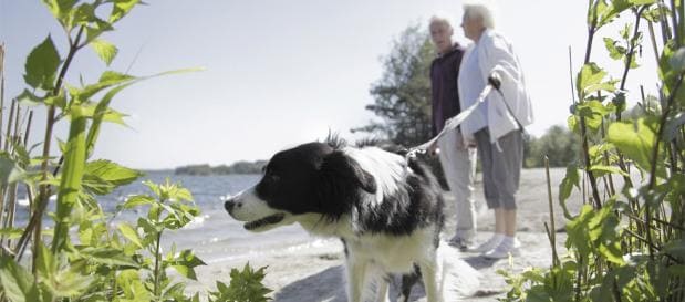 Vakantieparken Limburg met hond