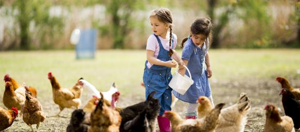poules enfants