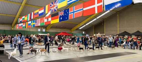 International Bull Terrier Weekend